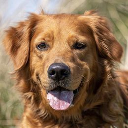 Golden Retrievers from Scarlet Fern Goldens