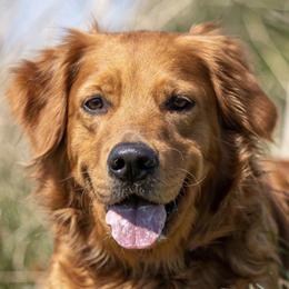 Golden Retrievers from Scarlet Fern Goldens
