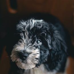 Bowie - Black and white male Aussiedoodle puppy in Crete, Nebraska from Doodles & Co