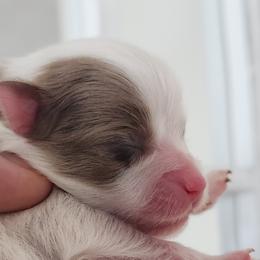 Lucky - Chocolate merle male Pomeranian puppy in Amelia, Ohio from Boujee Puff Poms