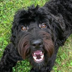 Shadow - Australian Cobberdog