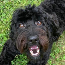 Shadow - Australian Cobberdog