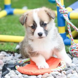 Bumble - Red male Pembroke Welsh Corgi puppy in Plains, Montana from Diamond Corgis