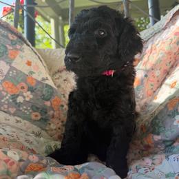 Vini-Girl 3 (pink collar) - Black female Goldendoodle puppy in Auburn, Indiana from Cooper’s Doodles