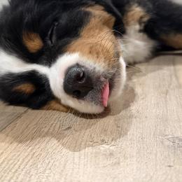 Bernese Mountain Dog Puppies from Purple Sage Puppies Bernese Mountain Dogs
