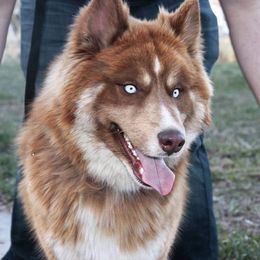 Patch - Siberian Husky