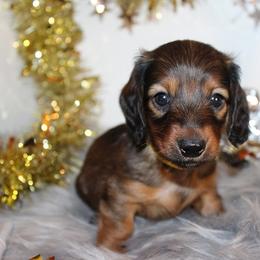 Girl 3 - Red female Dachshund puppy in Craig, Colorado from Rocky Mountain Shih Tzus and Dry Creek Miniature Dachshunds