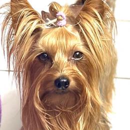 Carter - Yorkshire Terrier