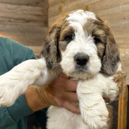 Tripp - Brindle and white male Saint Berdoodle puppy in San Antonio, Texas from Mammoth Doodles