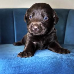 White Collar - Chocolate female Labrador Retriever puppy in Somerset, California from Cantina Labs and Cavs