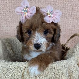 Sable - Sable female Aussiedoodle puppy in Haleyville, Alabama from The Cuddly Dood Ranch