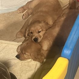Boy 2 - Dark golden male Golden Retriever puppy in Richmond, Virginia from River City Golden Retrievers