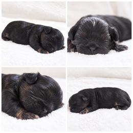 Bijou - Black and white female Shichon puppy in Pennsylvania from Manor Hills Shih Tzus