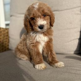 Berry - Apricot male Goldendoodle puppy in Smithfield, Kentucky from KBK9 Kennels
