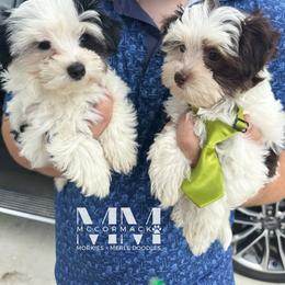 Morkie Puppies from McCormack Morkies