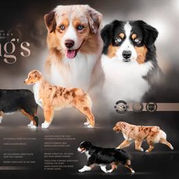 Miniature American Shepherd Puppies from King's Miniature American Shepherds