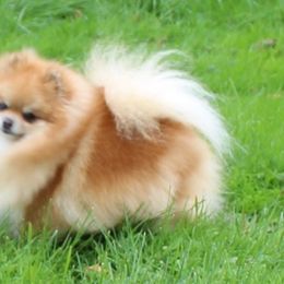 Buffy - Pomeranian