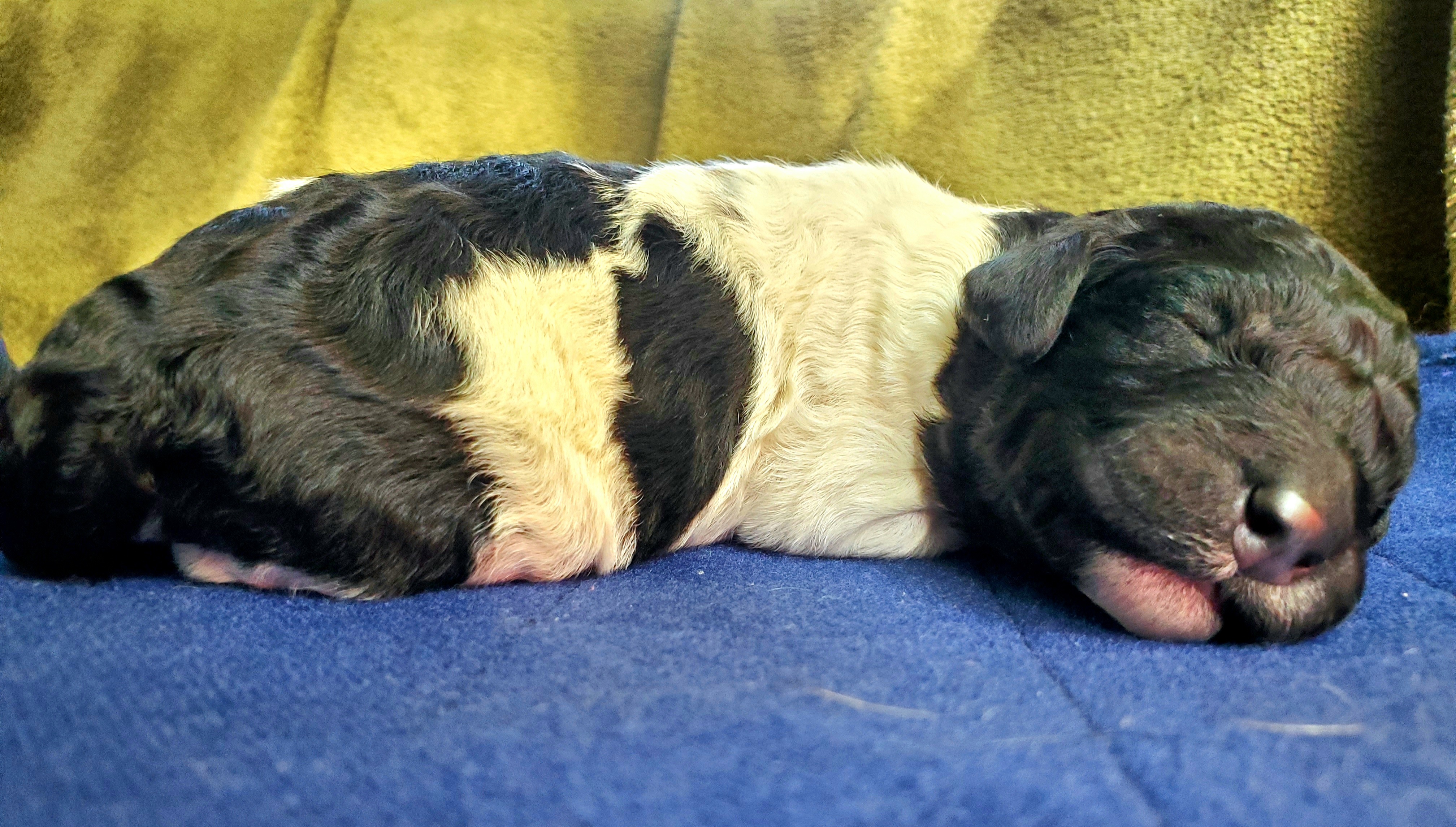 Double Doodle and Poodle Puppies from Perfect Poodles and Doodles LLC