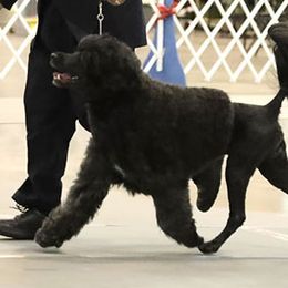 Grayson - Portuguese Water Dog