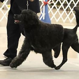 Grayson - Portuguese Water Dog