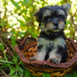 Companion Cross, Havanese, Mal-Shi, Maltese, Maltipoo, Morkie, and Shih Tzu Puppies from Seeking Shalom Acres Maltese, Maltipoos & Havamalts