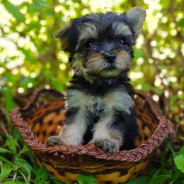 Companion Cross, Havanese, Mal-Shi, Maltese, Maltipoo, Morkie, and Shih Tzu Puppies from Seeking Shalom Acres Maltese, Maltipoos & Havamalts
