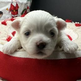 Buttons - White female Maltese puppy in Colonial Beach, Virginia from BeachRidge Pups