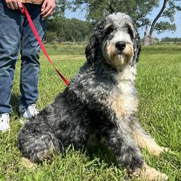 Island Girl - Bernedoodle