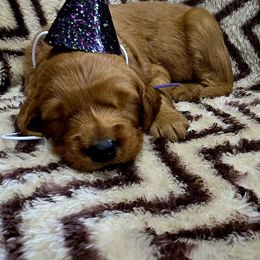 Bailey Wray - Apricot female Goldendoodle puppy in Newark, New Jersey from Westmorelandislandpups