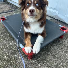 Miniature Australian Shepherd puppies from Wrightway Wigglebutts