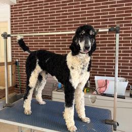 Maggie - Poodle