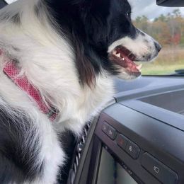 Border Collie All Grown Up from BCX Stockdogs