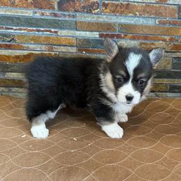 Girl 1 - Black and tan female Pembroke Welsh Corgi puppy in Visalia, California from VIP Stables