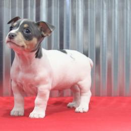 Teddy Roosevelt Terrier Puppies from Big Grove Farms