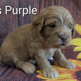 Miss Purple - Apricot female Goldendoodle puppy in Lebanon, Pennsylvania from Robertson's Retrievers and Doodles