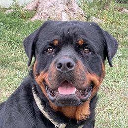 Merlin. - Rottweiler