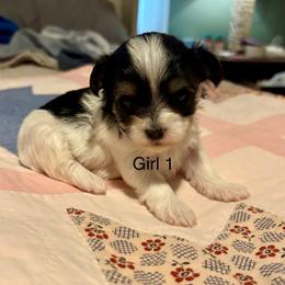 Girl 1 - Black & tan tri-color female Morkie puppy in Ocala, Florida from Hummingbird Fields