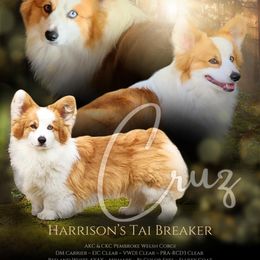 Cruz - Pembroke Welsh Corgi