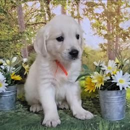Orange - Light golden male Golden Retriever puppy in Salem, Ohio from Golden Pride Retrievers