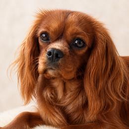 Wheatlyn - Cavalier King Charles Spaniel