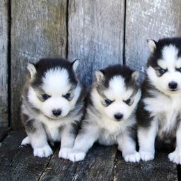Bernedoodles and Pomskies from Arlene Hershberger
