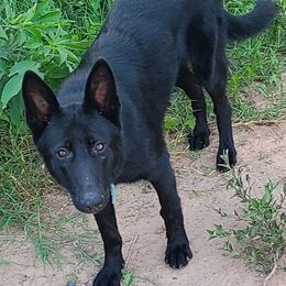 Keisha - German Shepherd