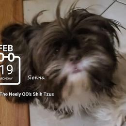 Sienna - Liver Shih Tzu puppy in North Houston/Spring, Texas from The Neely OO's Shih Tzus