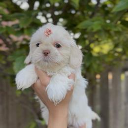 Cicada Wing - White male Shih Tzu puppy in Cedar Hill, Texas from Puppy Paper House