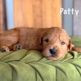 Patty - Apricot female Goldendoodle puppy in Lancaster, Minnesota from North Star Dog Training