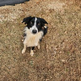Calamity Jane - Black Border Collie puppy in Gaffney, South Carolina from On the Lamb