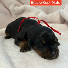 Red Collar - Black and rust male Doberman Pinscher puppy in Lake City, Florida from Paintedcrazy Doberman Pinchers