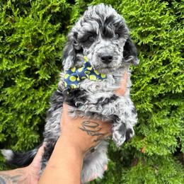 Oak - Blue male Poodle puppy in Longview, Washington from Evergreen Miniature Poodles