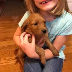 Golden Retriever and Goldendoodle Puppies from Deer Creek Goldens