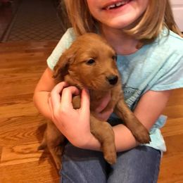 Golden Retriever and Goldendoodle Puppies from Deer Creek Goldens